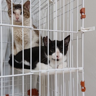 ママ猫ちゃん♪