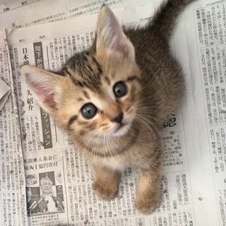 茶トラ♂生後2ヶ月