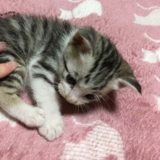 サバ白グレー♂生後1ヶ月