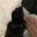 急募！里親様募集します！！