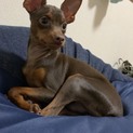 お散歩大好き！甘えん坊の男の子です♪
