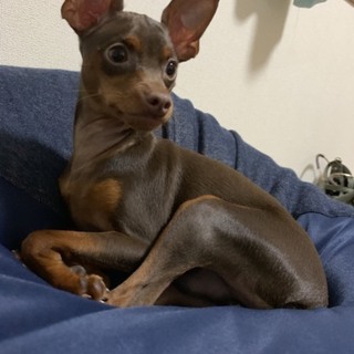 お散歩大好き！甘えん坊の男の子です♪