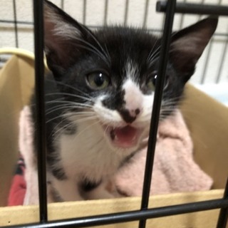 おしゃべりな明るい福君