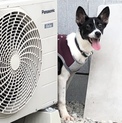 ４ヶ月齢中型〜大型犬♀