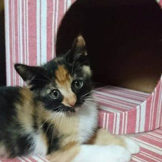 甘えん坊のデイジーちゃん