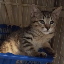 猫里親会inつくば！