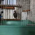 文鳥 メス 2歳