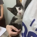 お利口さんの子猫ちゃんです