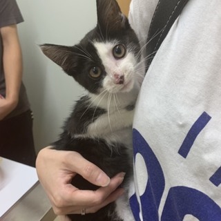 お利口さんの子猫ちゃんです
