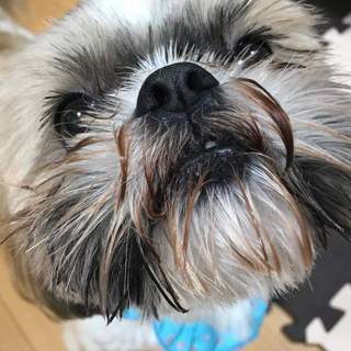 <保護犬投稿>優しい風ちゃんをよろしくお願いします