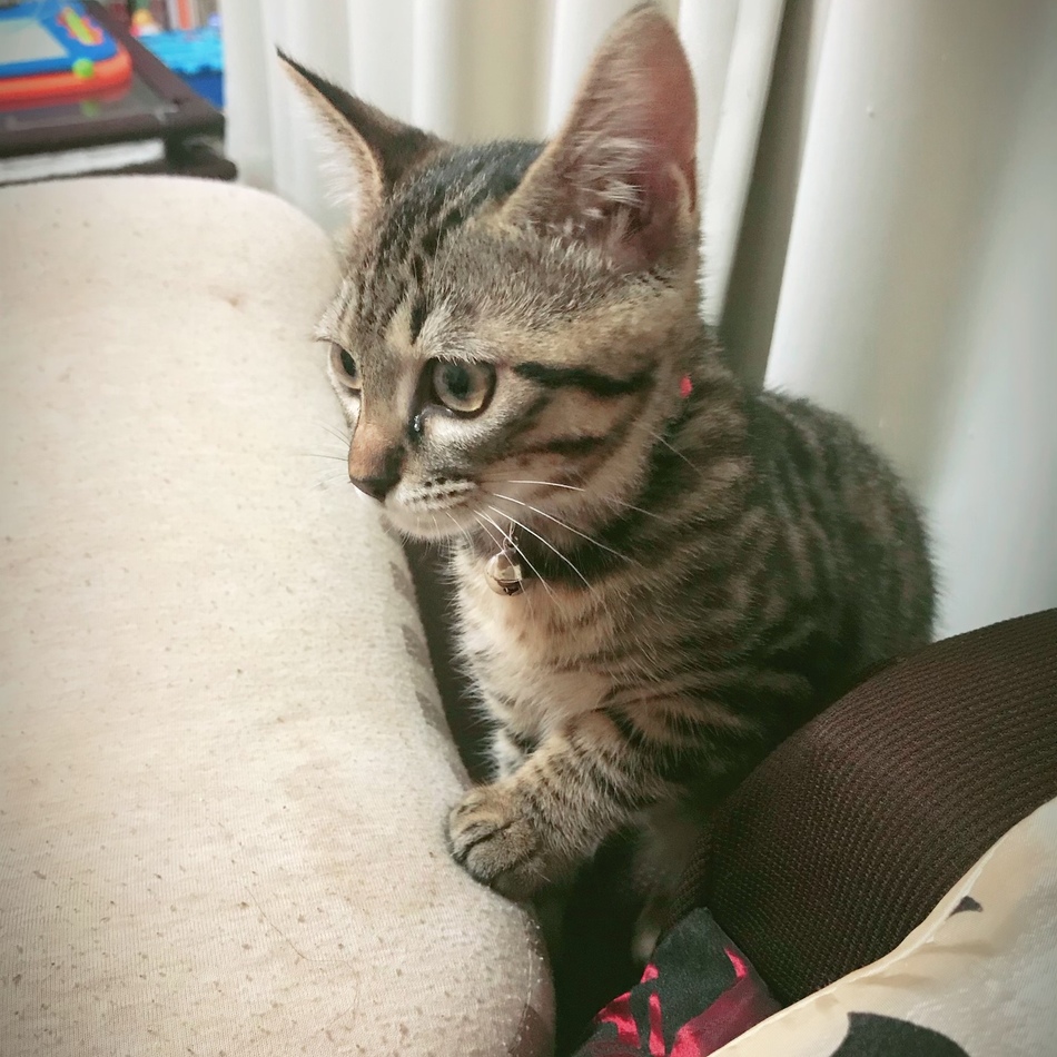 くーちゃんのカバー写真