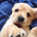 キャバリアミックスの子犬