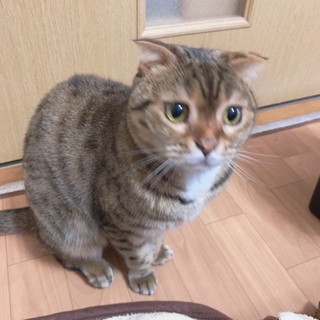 【スコティッシュ&ベンガルのハーフ 】3歳 ♀