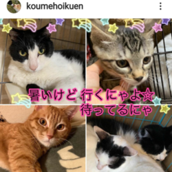 川越★保護犬保護猫譲渡会&バザー☆フリーデア サムネイル2