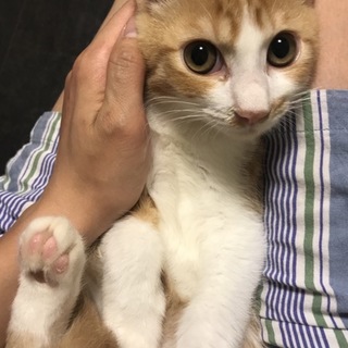 （トライアル中！）おとなしめ男子☆小次郎くん4ヶ月