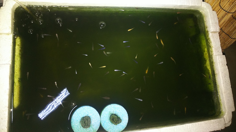 メダカの卵 針子 稚魚を 栃木県 熱帯魚 観賞魚の里親募集 ペットのおうち 月間利用者150万人