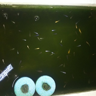 メダカの卵、針子、稚魚を育てていただける方