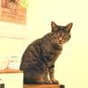 里親決定！味わい系なキジトラさん サムネイル4