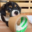 キャバリアミックスの子犬