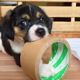 キャバリアミックスの子犬