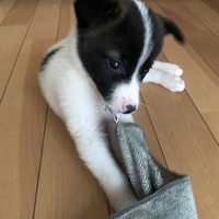 ハク