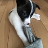 ハク