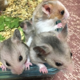 再度募集  カラーハムスター