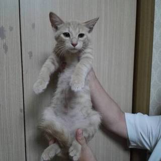 ベージュの男の子