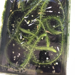 メダカの里親募集！