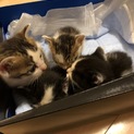 保護した子猫の里親を募集しています。