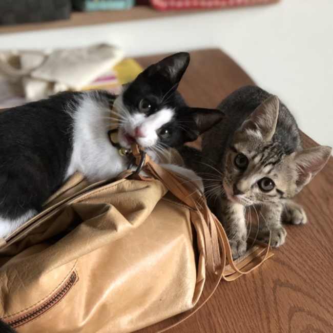 さんじぞろのカバー写真