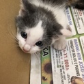 生後1ヶ月半〜2ヶ月子猫