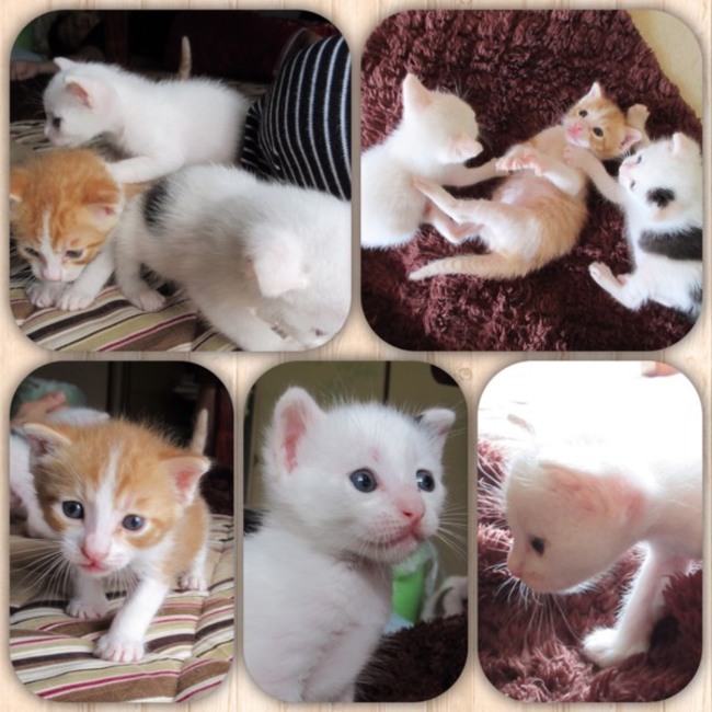 もたもたままのカバー写真