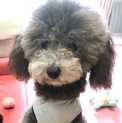 可愛いシルバートイプードル男の子2歳