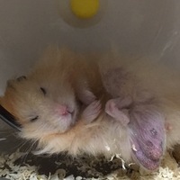ムム