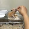 母からひまわりの種を貰ったムムちゃん