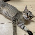 美猫さん♡キジトラ女の子