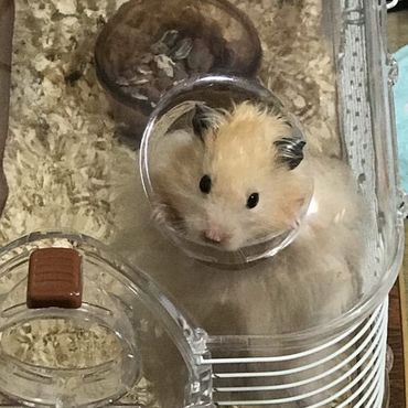 給水器を洗ってる時に脱走しようとしたムムちゃん