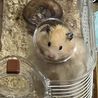 給水器を洗ってる時に脱走しようとしたムムちゃん