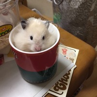 ネネ