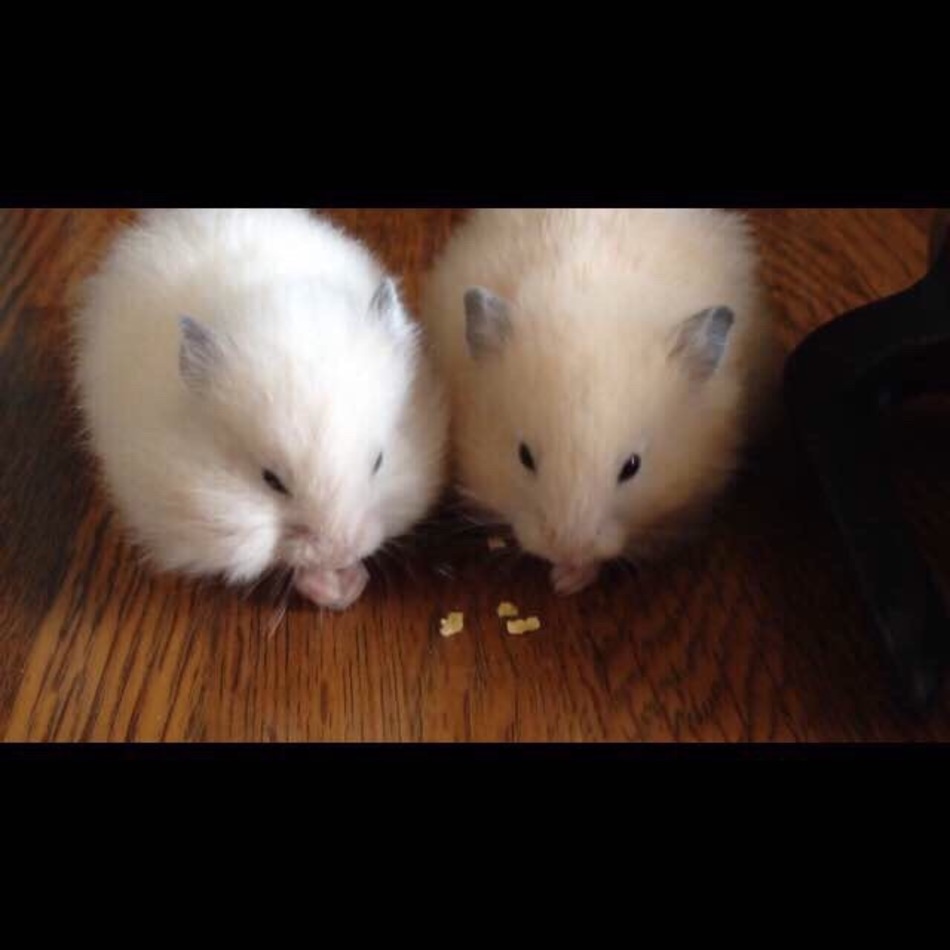 ネネのカバー写真