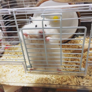 静かによじ登ってた