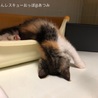 5月末うまれ　人馴れ抜群な三毛猫 サムネイル3
