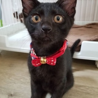 動画あり！お膝乗り大好きな黒猫兄弟♡