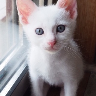 新しいお家募集中です（１）