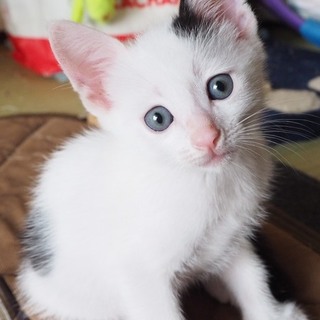 新しいお家募集中（２）