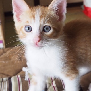 新しいお家募集中です（3）