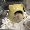 ぴゆん