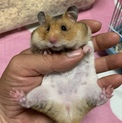 保護ゴールデンハムスターしーちゃん(仮名)