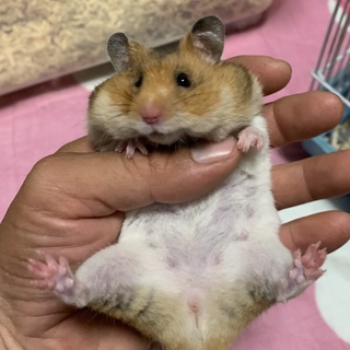 保護ゴールデンハムスターしーちゃん(仮名)